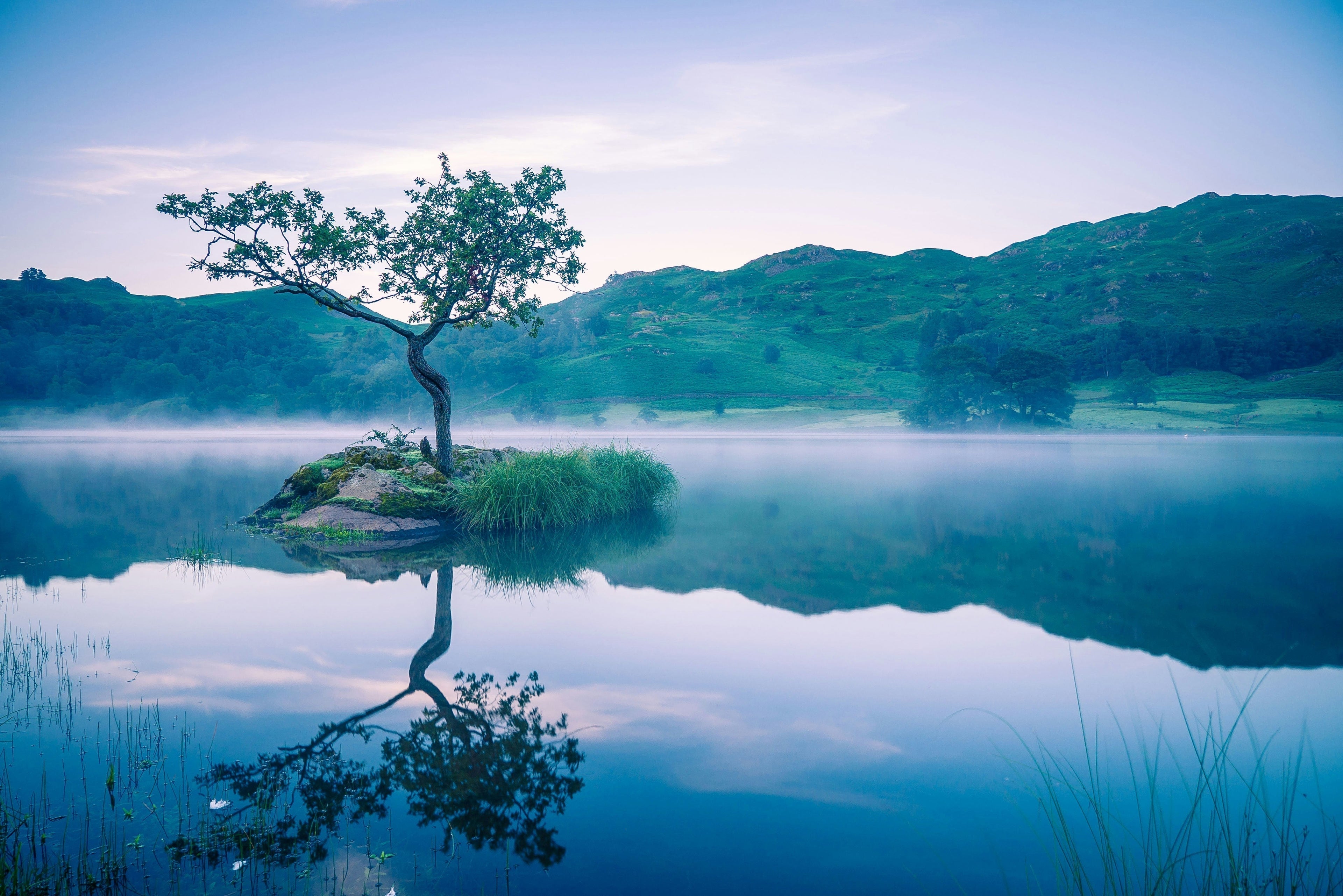 The Living Blue Print Series: #1 - What a Tree Can Teach You About Recovery
